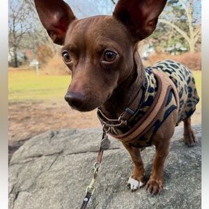 Charlie’s backyard harness. Good condition with a bit of fraying on strap.